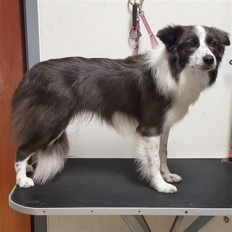 should border collies be groomed.